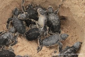 turtle nest