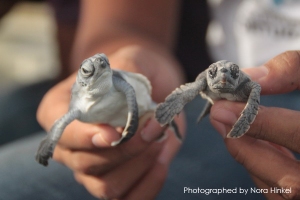 2 baby turtles